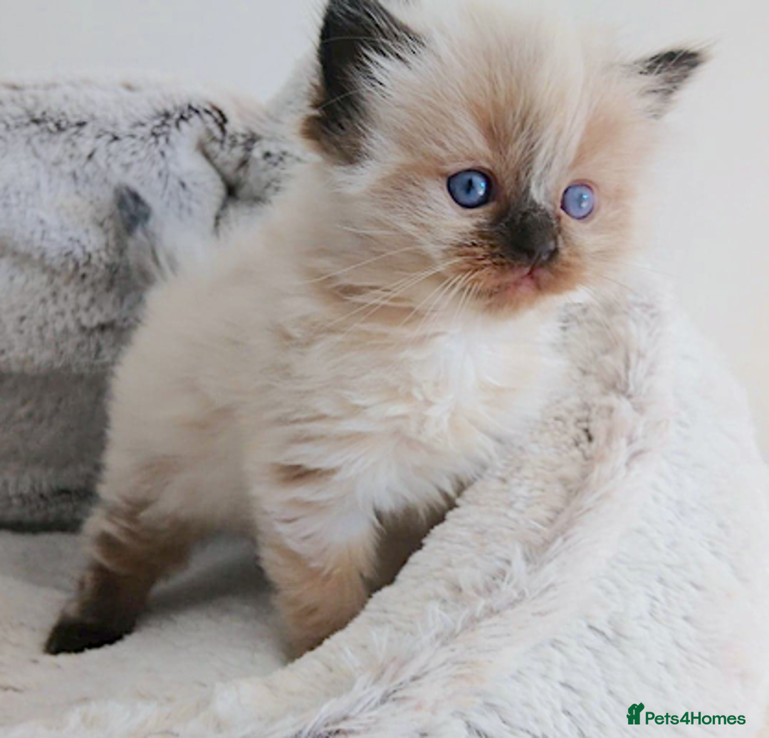 Ragdoll cats for sale: INDOOR FULL PEDIGREE RAGDOLL KITTENS - Image 16