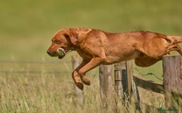 Labrador Retriever dogs for sale: KC REGISTERED FOX RED LABRADOR PUPPYS DUE SOON  - Image 12