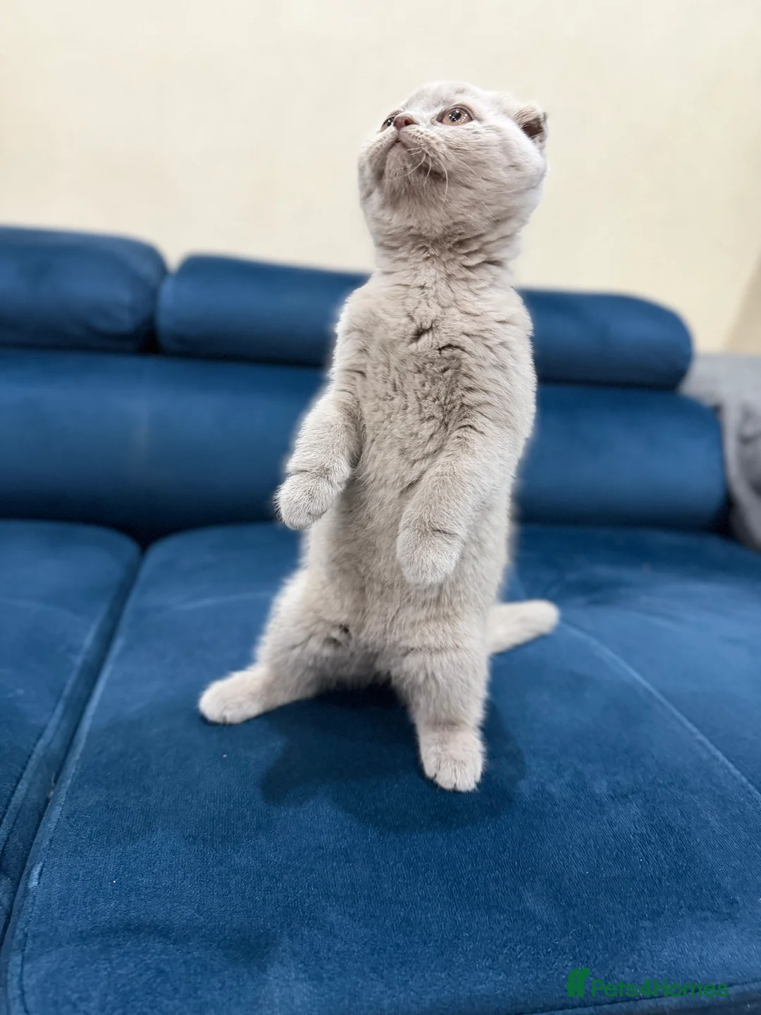 Scottish Fold cats for sale: 2 Scottish Fold Lilac Kittens for Sale - Advert 2