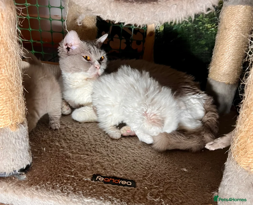 Selkirk Rex cats for sale: Selkirk rex kittens 3 boys 😺 - Advert 2