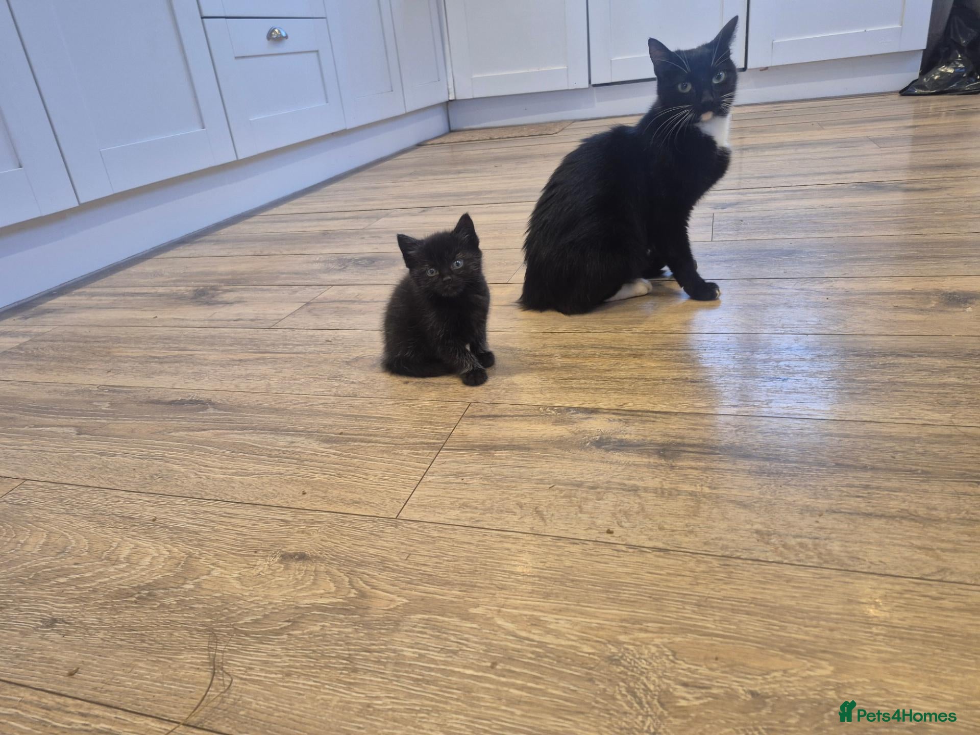 Mixed Breed cats 3 beautiful kittens left  - Advert 1