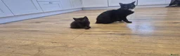 Mixed Breed cats for sale: 3 beautiful kittens left  - Advert 1