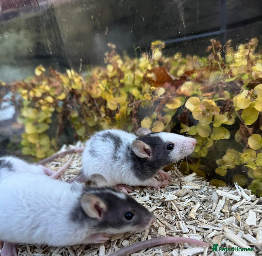 Rat rodents for sale: Beautiful baby full size and dwarf rats ready 9Dec - Advert 9