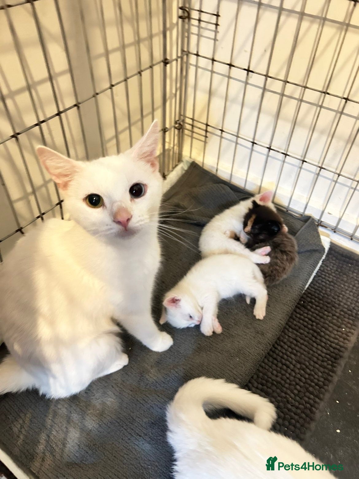 Mixed Breed cats Angora mix kittens  - Advert 3