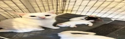 Mixed Breed cats for sale: Angora mix kittens  in London - Advert 1