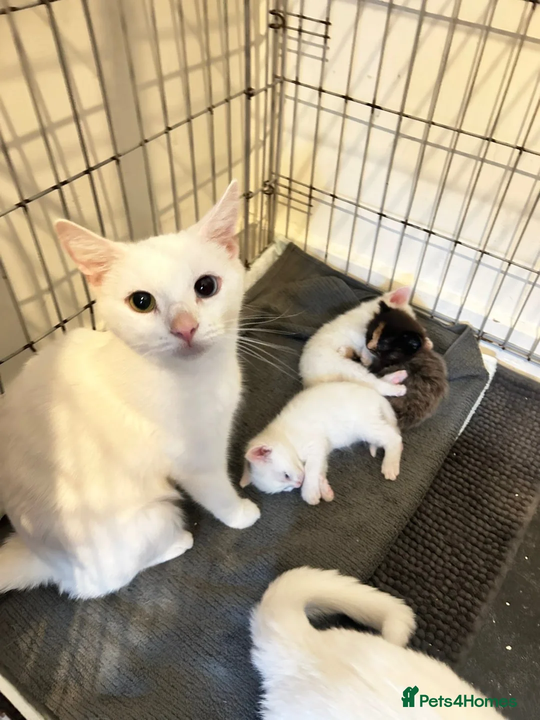 Mixed Breed cats for sale: Angora mix kittens  in London - Advert 1
