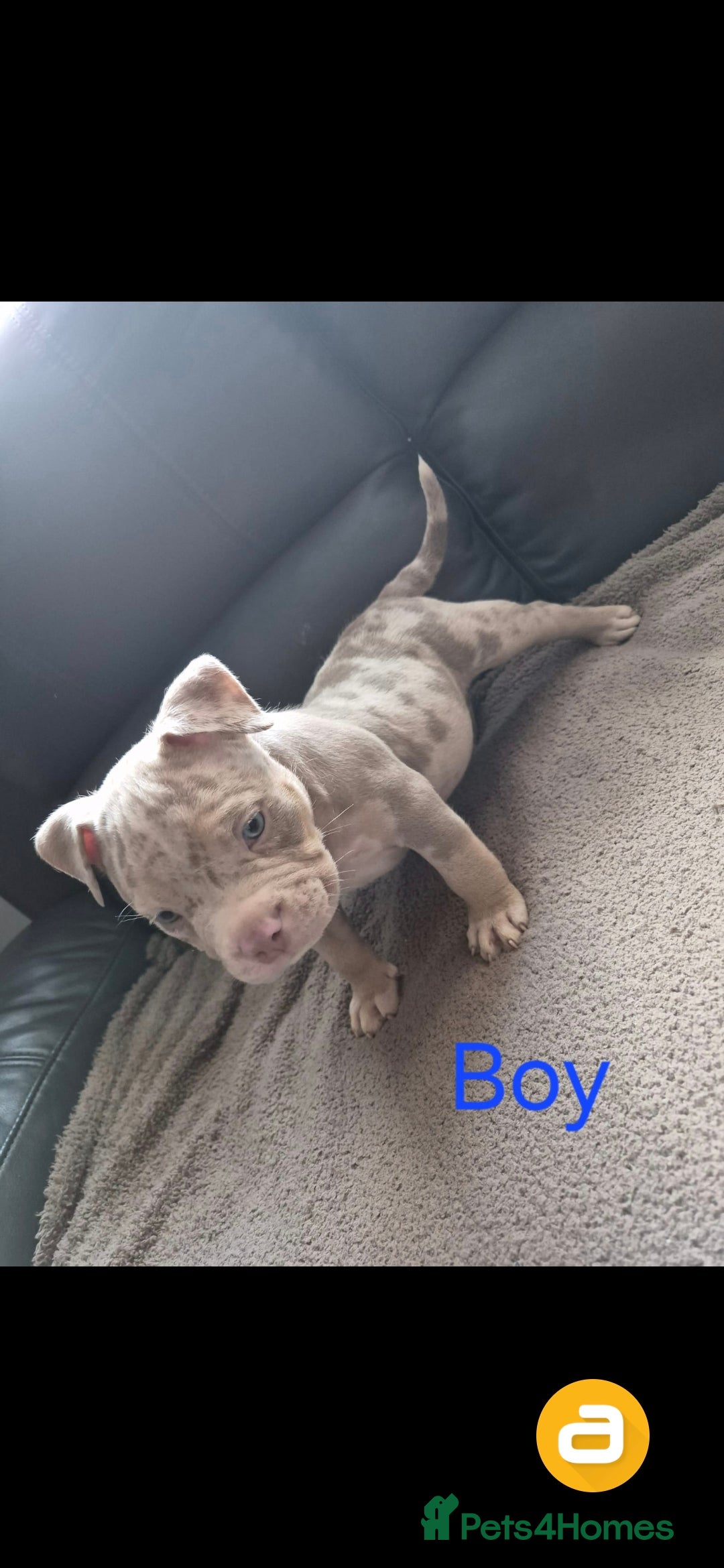 American Bully dogs American pocket bullies  - Advert 2