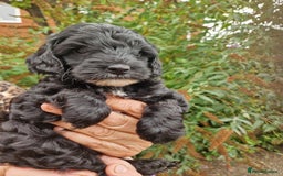 Cockapoo dogs for sale: VANASUZE SHOW TYPE F1b COCKAPOOS - Image 10