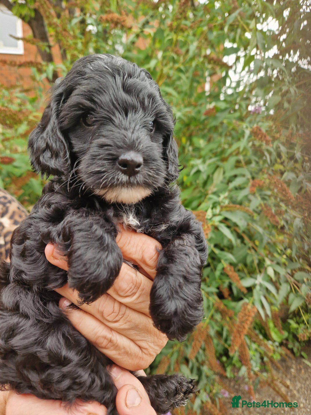 Cockapoo dogs for sale: VANASUZE SHOW TYPE F1b COCKAPOOS - Image 10