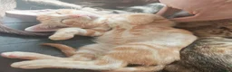 Mixed Breed cats for sale: Best Friends in Training! Bengal x sphynx  - Advert 19