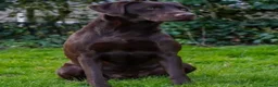 Labrador Retriever dogs for sale: One Male Chocolate Labrador Puppy For Sale - Advert 9