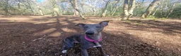 Whippet dogs for sale: Kc registered blue whippet female  - Advert 3