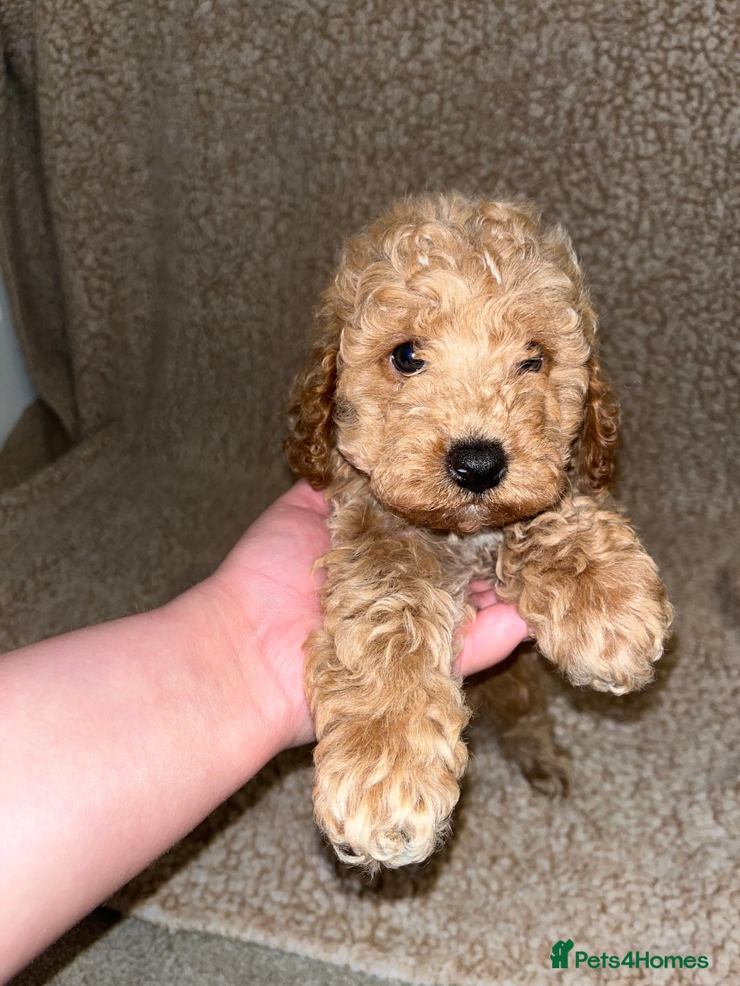 Cavapoochon dogs for sale: Beautiful cavapoochon baby’s  - Advert 8