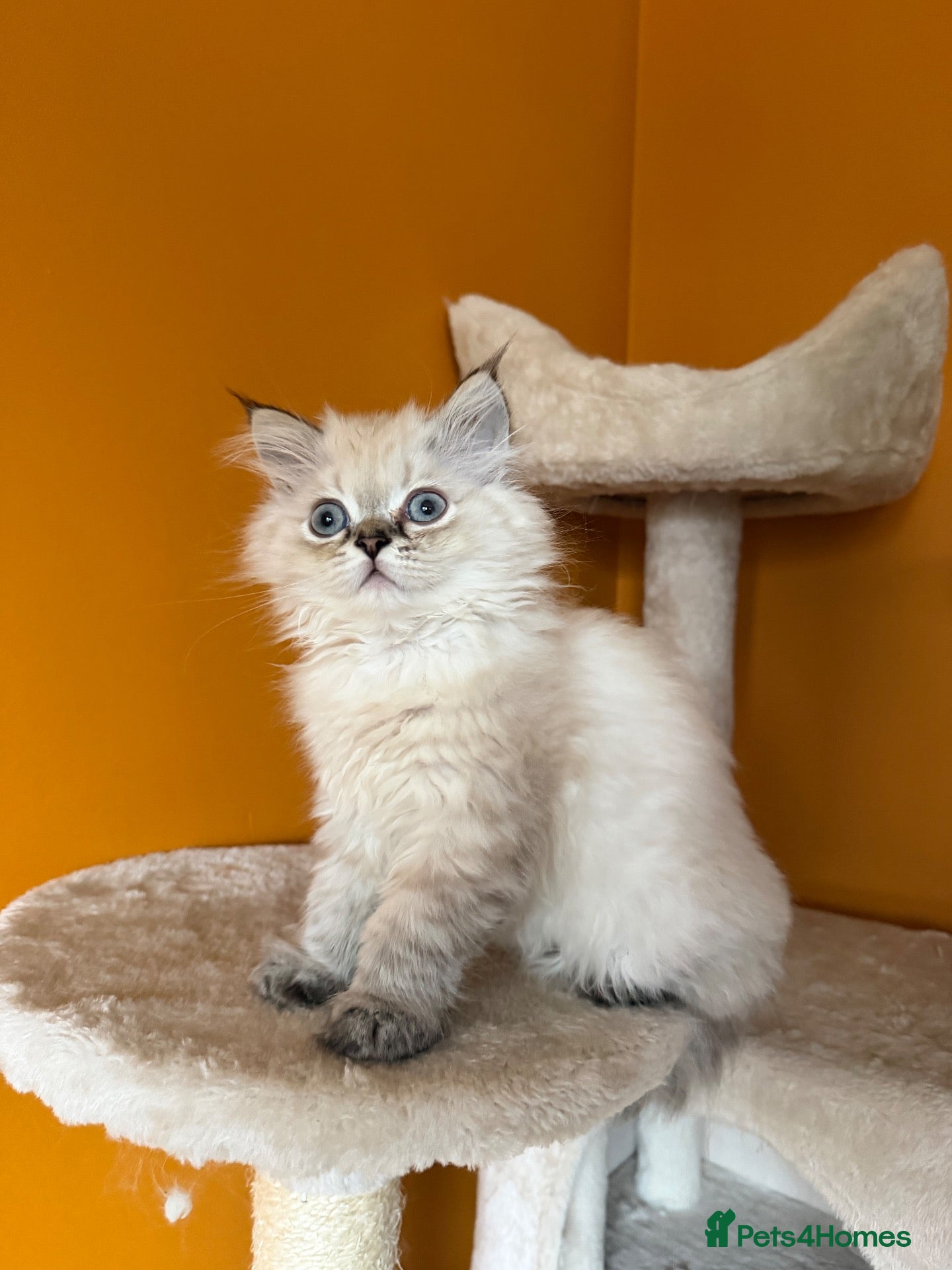 British Longhair cats   British Longhair male kitten  - Advert 2