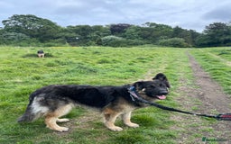 German Shepherd dogs for sale: German shepherd long haired  - Image 2