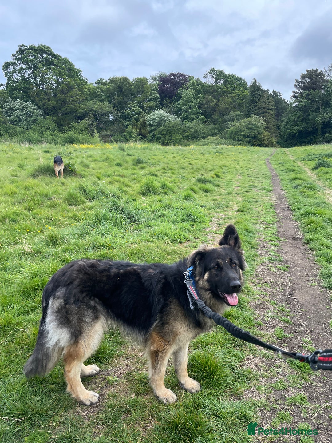 German Shepherd dogs for sale: German shepherd long haired  - Image 2