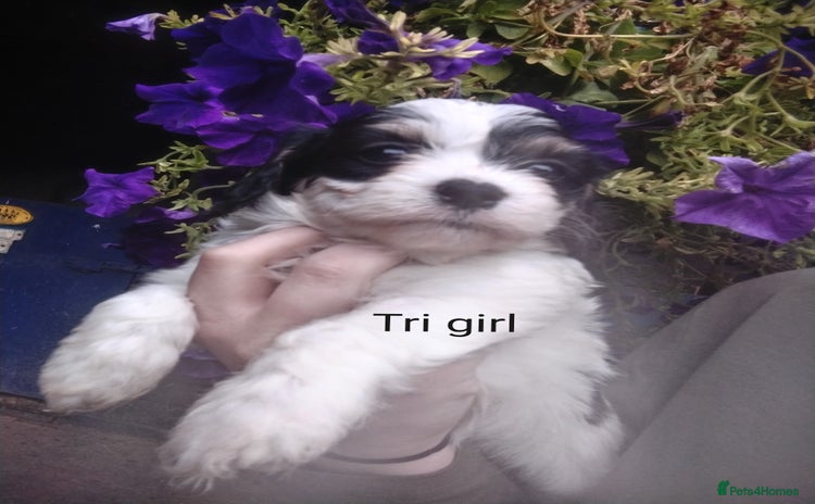 Cavachon dogs - Advert 1