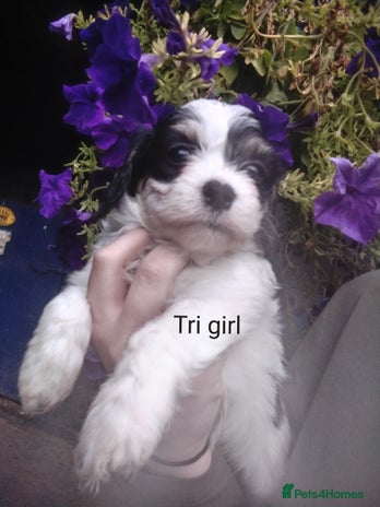 Cavachon dogs - Advert 13