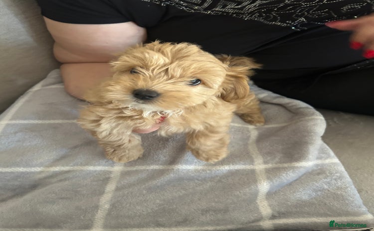 Maltipoo dogs - Advert 16