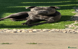 Staffordshire Bull Terrier dogs for stud: Blue staffy for stud - Image 1