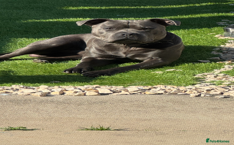 Staffordshire Bull Terrier dogs - Advert 6