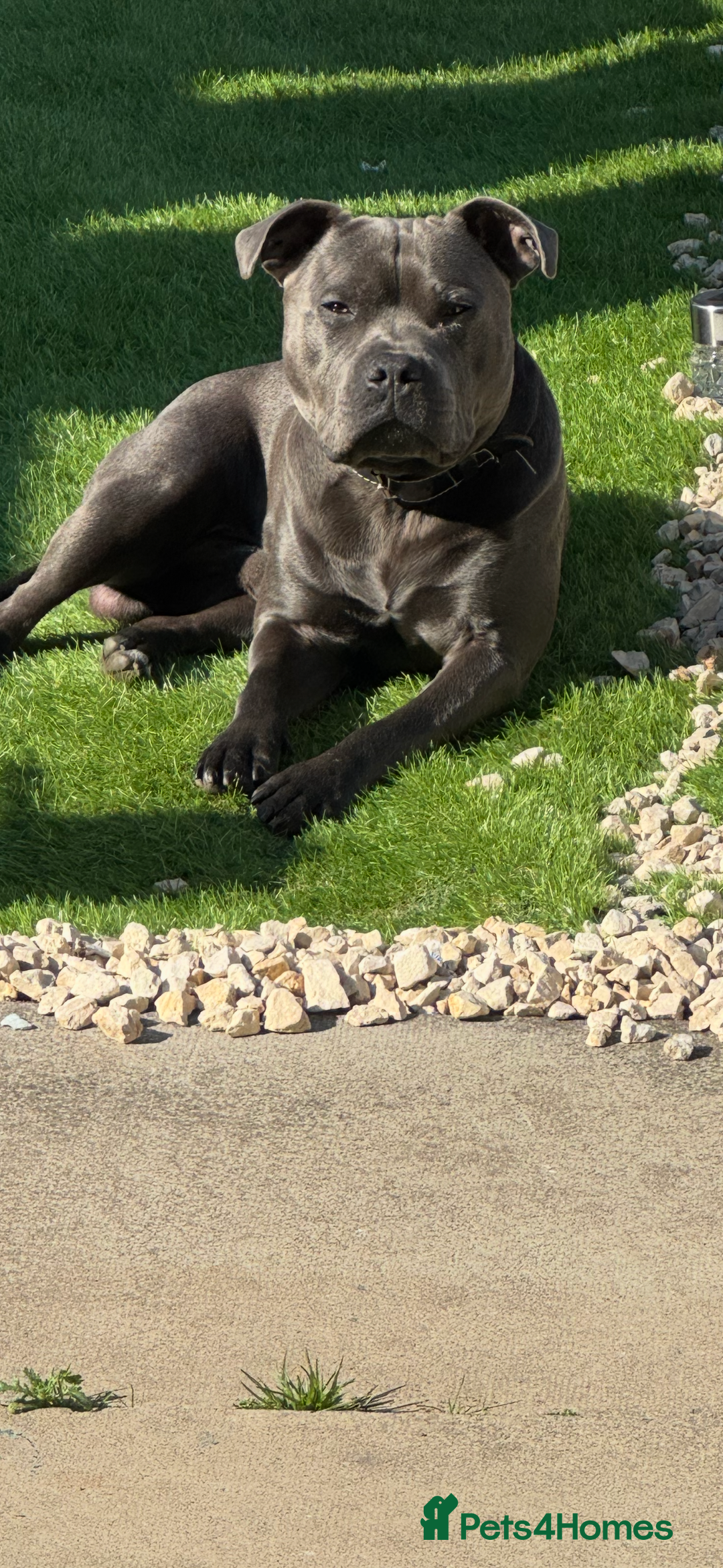 Staffordshire Bull Terrier dogs for stud: Blue staffy for stud - Image 1