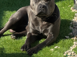 Staffordshire Bull Terrier dogs - Advert 36