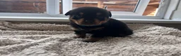 Rottweiler dogs for sale: Beautiful Rottweiler Pups  - Advert 22