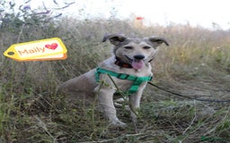 Mixed Breed dogs for adoption: 💙🐶 NICK AND MAILY 🐶💖 - Image 3