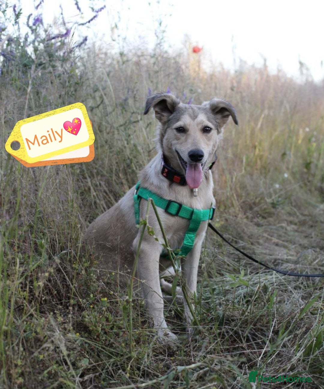 Mixed Breed dogs for adoption: 💙🐶 NICK AND MAILY 🐶💖 - Image 3