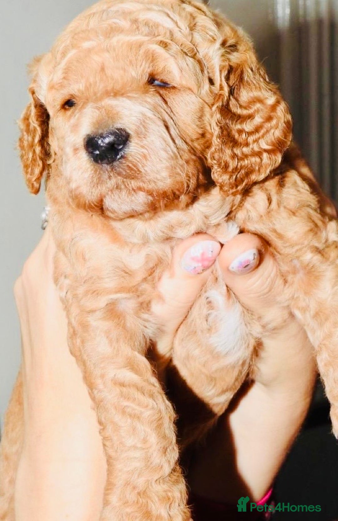 Mixed Breed dogs for sale: Irish doodle x Poodle Pointer puppies. Stunning!!! - Image 14