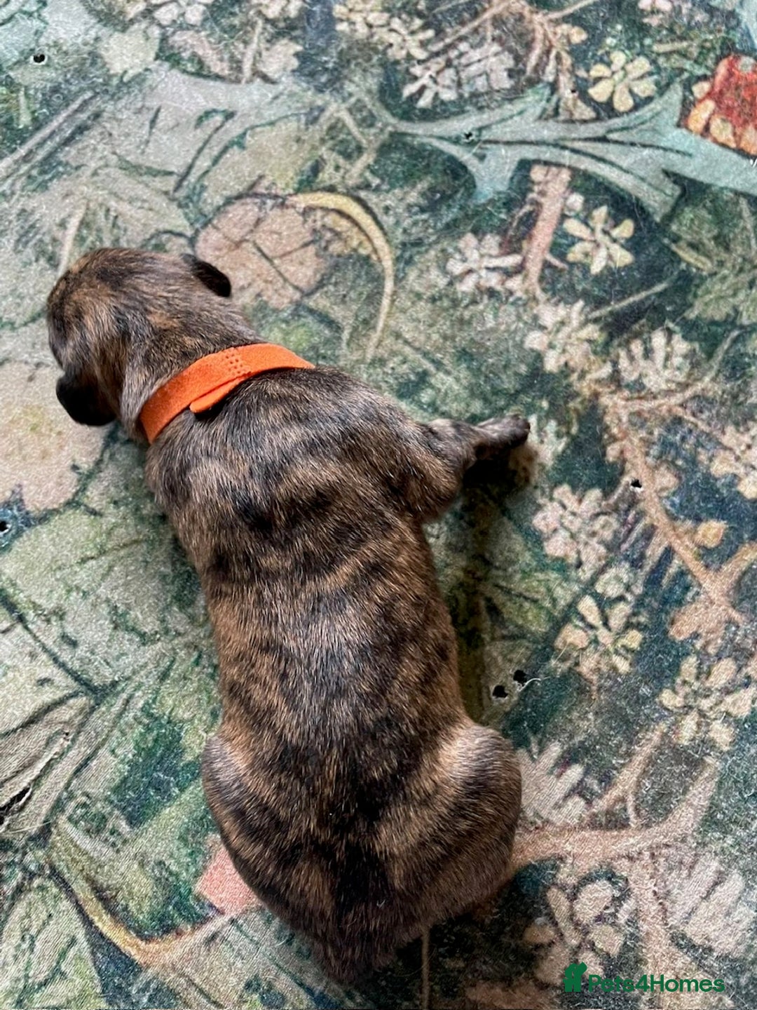 Lurcher dogs for sale: Quality Lurcher pups Deerhound/Grey Wheaten/Grey - Image 6