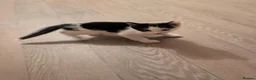 Mixed Breed cats for sale: Male kitten - Advert 4