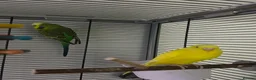 Budgerigars birds for sale: Tom and Jerry  - Advert 7
