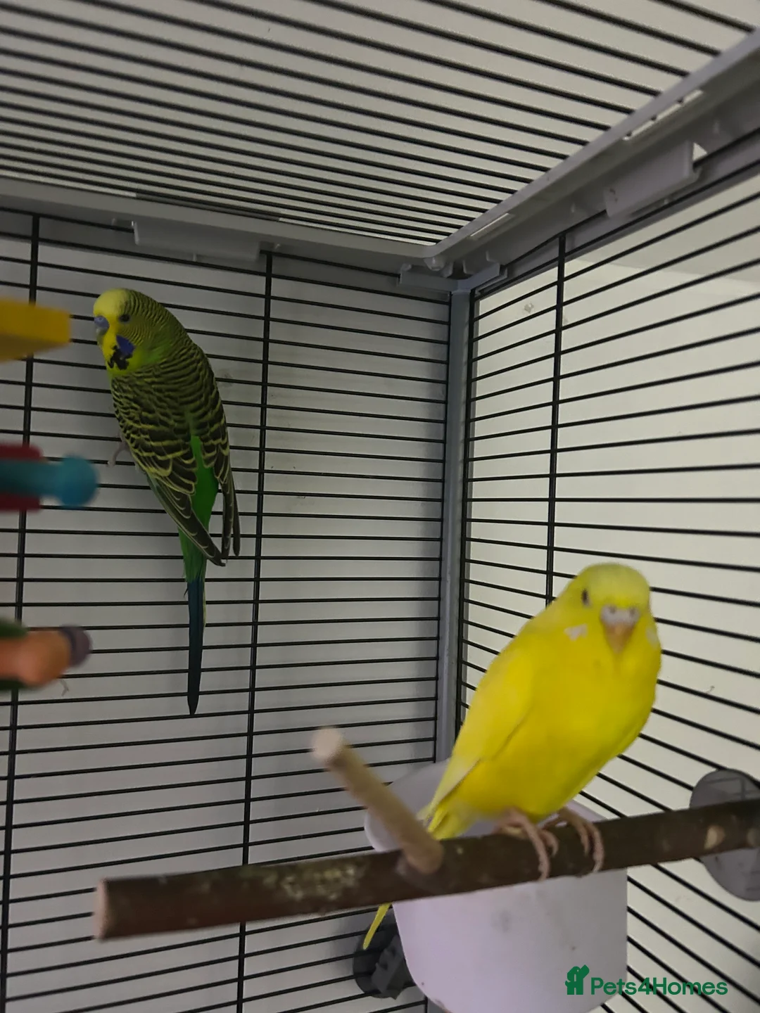 Budgerigars birds for sale: Tom and Jerry  - Advert 7
