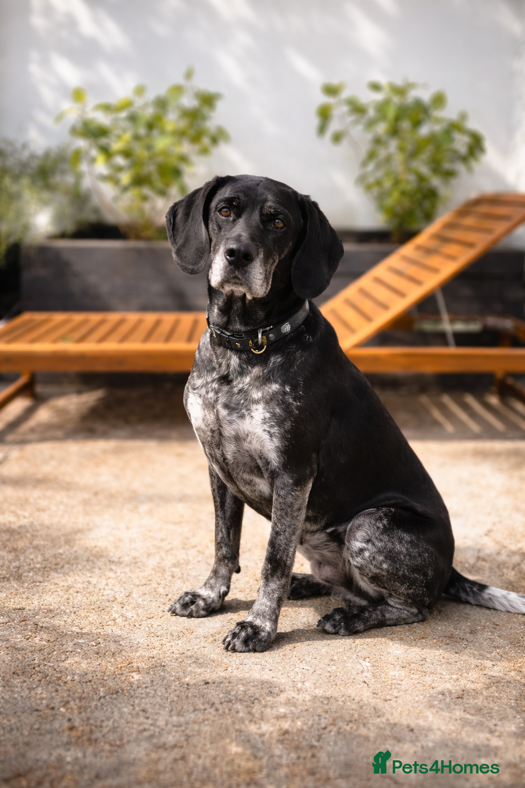 Pointer dogs Felix , affectionate and loyal to his people. - Advert 1