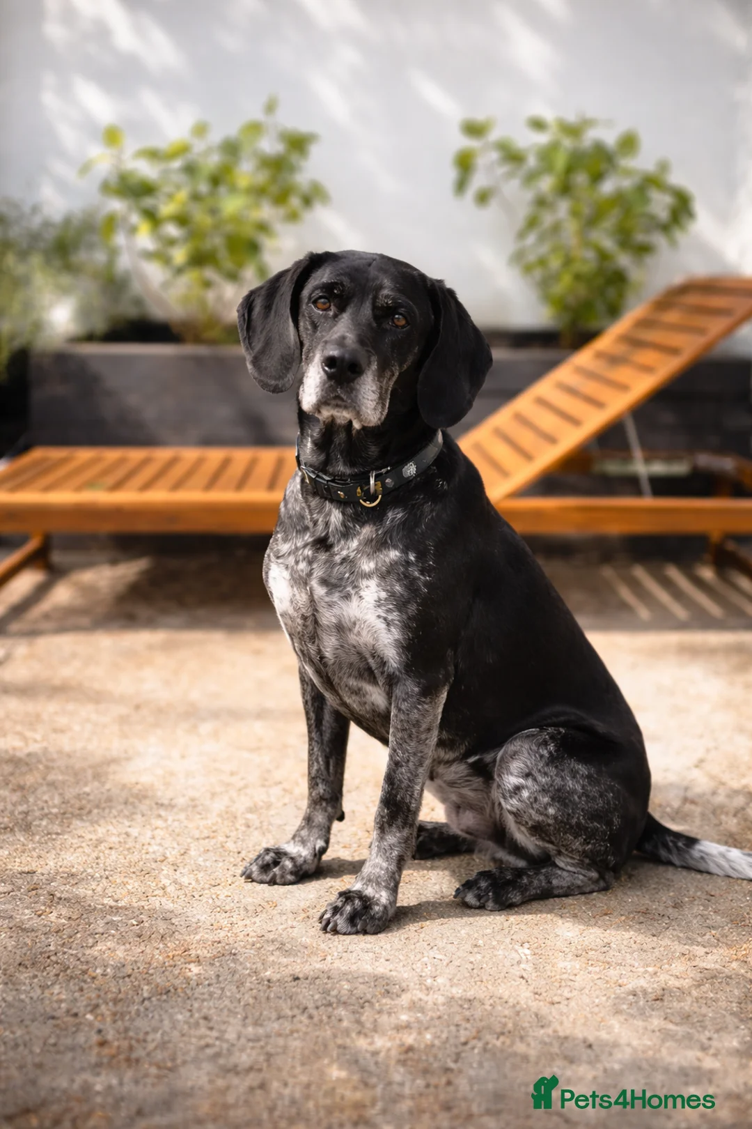 Pointer dogs for adoption: Felix , affectionate and loyal to his people. in London - Advert 1