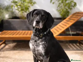 Pointer dogs Felix , affectionate and loyal to his people. - Advert 1