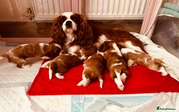 Cavalier King Charles Spaniel dogs for sale: Stunning cavalier King Charles puppies  - Image 4