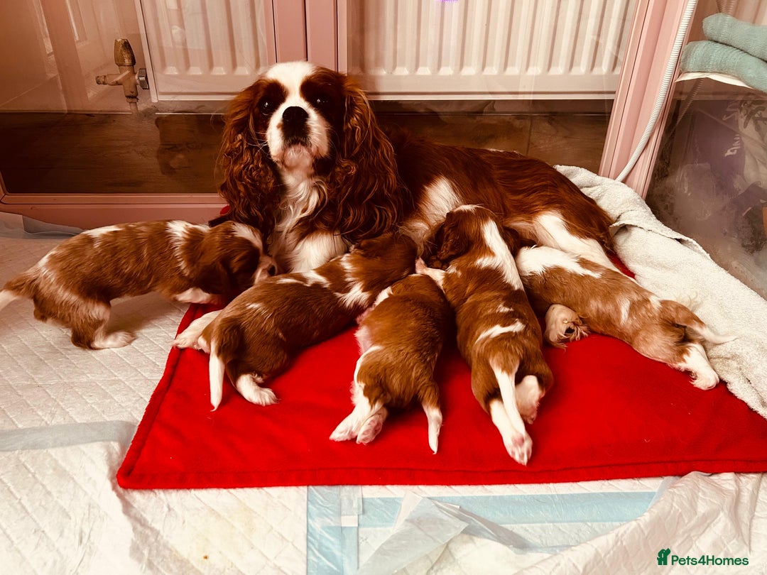 Cavalier King Charles Spaniel dogs for sale: Stunning cavalier King Charles puppies  - Image 4