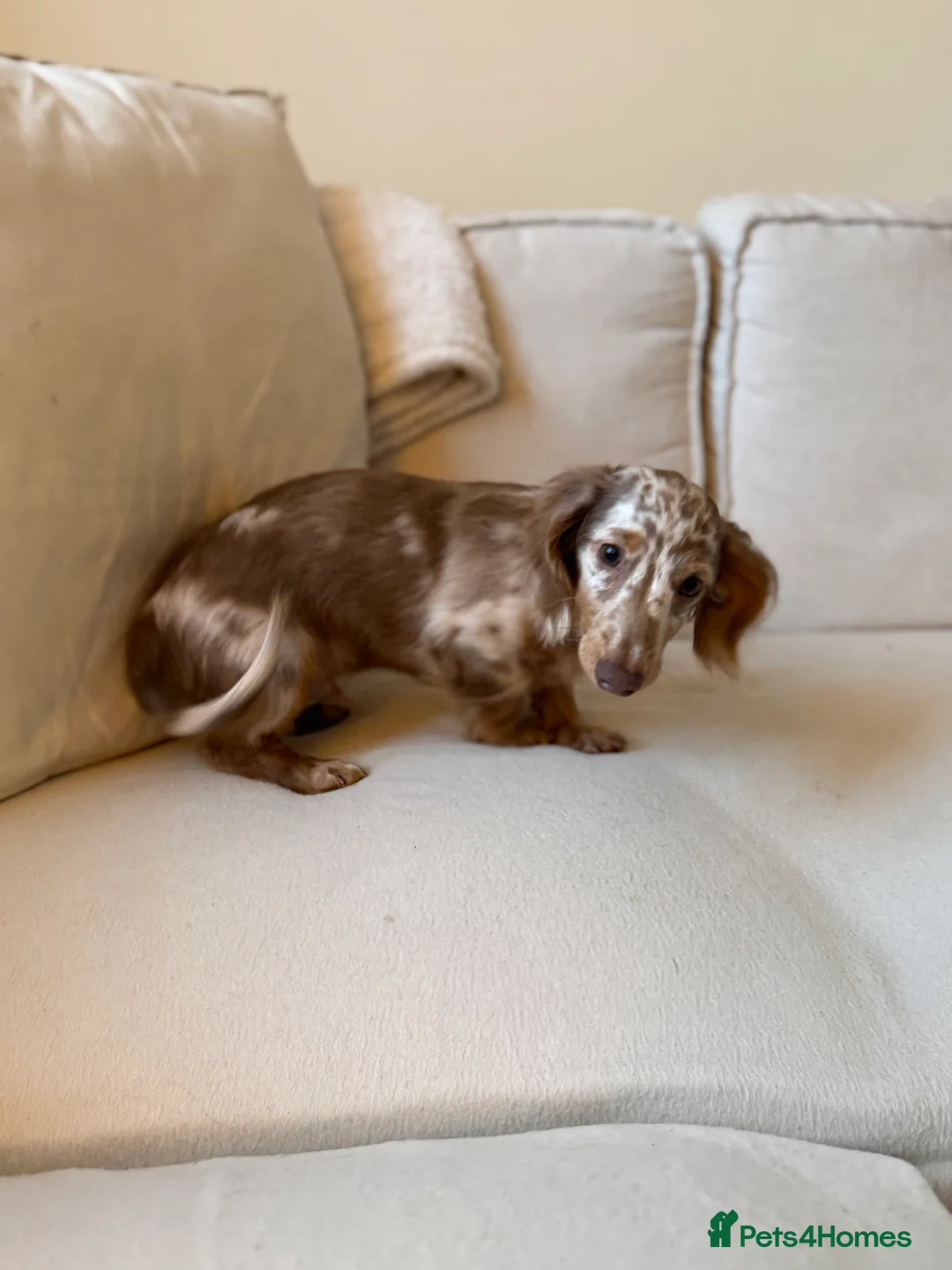 Miniature Dachshund dogs for sale: Male miniature dachshund  - Advert 2