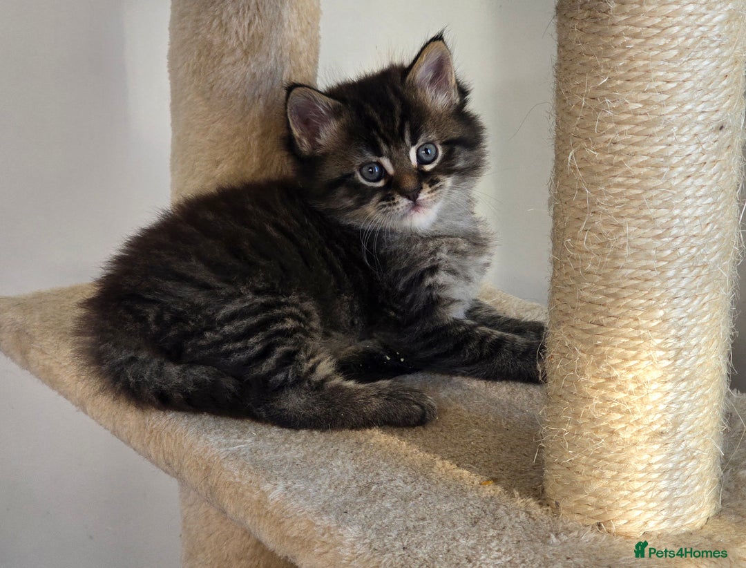 Maine Coon cats for sale: 2 stunning 3/4 Maine Coon boys - Image 4