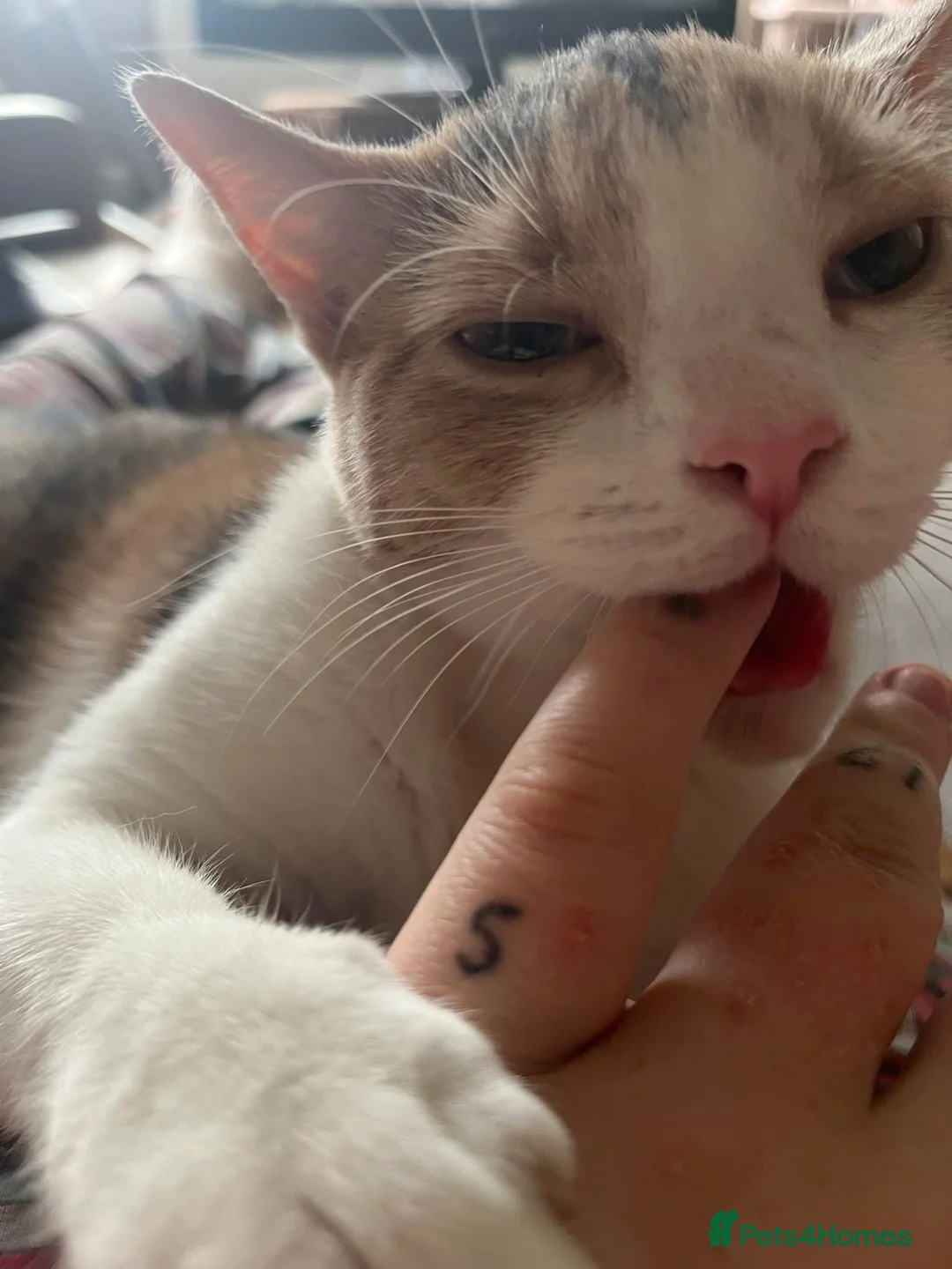 Domestic Shorthair cats for sale: Cali & Coco in Nottingham - Advert 3