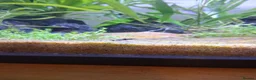 Platies fish for sale: Platy fry for sale - Advert 5