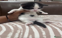 British Shorthair cats for sale: British Shorthair Kittens – Black & White & Beige - Image 6