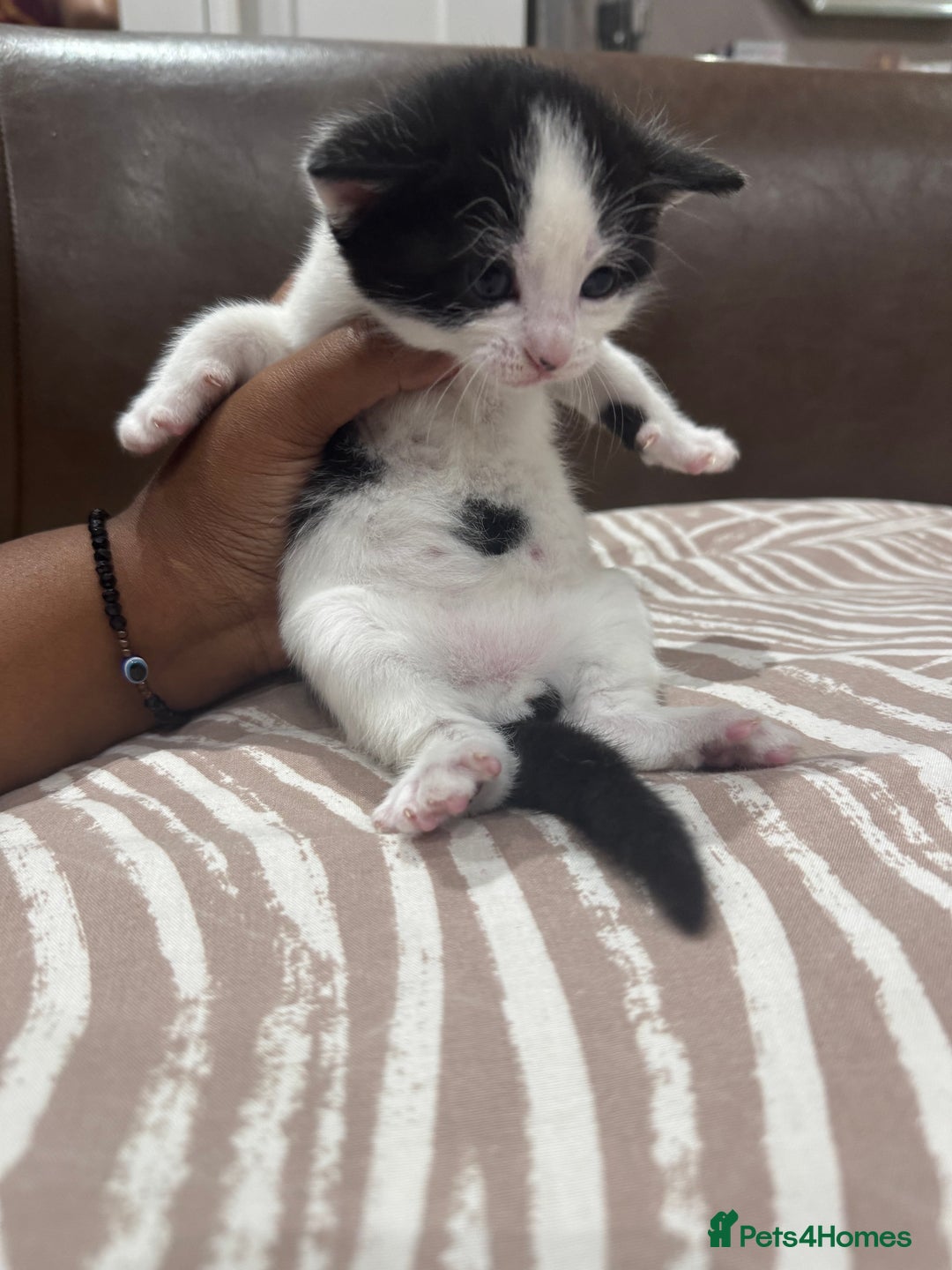 British Shorthair cats for sale: British Shorthair Kittens – Black & White & Beige - Image 6
