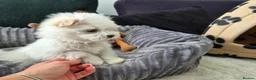 Maltese dogs for sale: 🐶Exceptional Maltese Puppies–ONLY 2 BOYS LEFT  - Advert 8