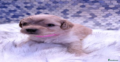 Maltipoo dogs - Advert 13