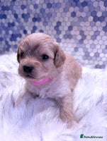 Maltipoo dogs - Advert 13