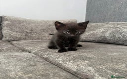 Domestic Shorthair cats for sale: X2 black kittens - Image 5
